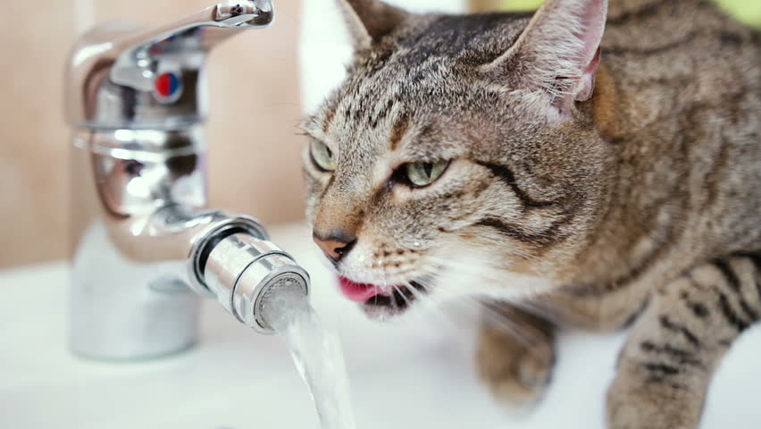 Cat Drinking Fresh Water From Faucet Stock Footage Video 7214434