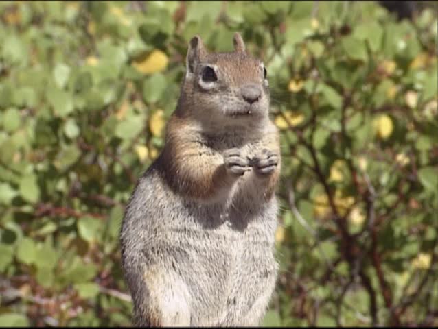 Golden-mantled Ground Squirrel Standing Upright, Eating Seeds. The