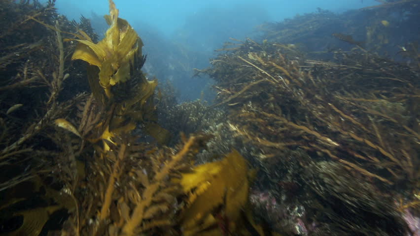 鲍鱼视频素材-站酷海洛创意正版图片,视频,音乐
