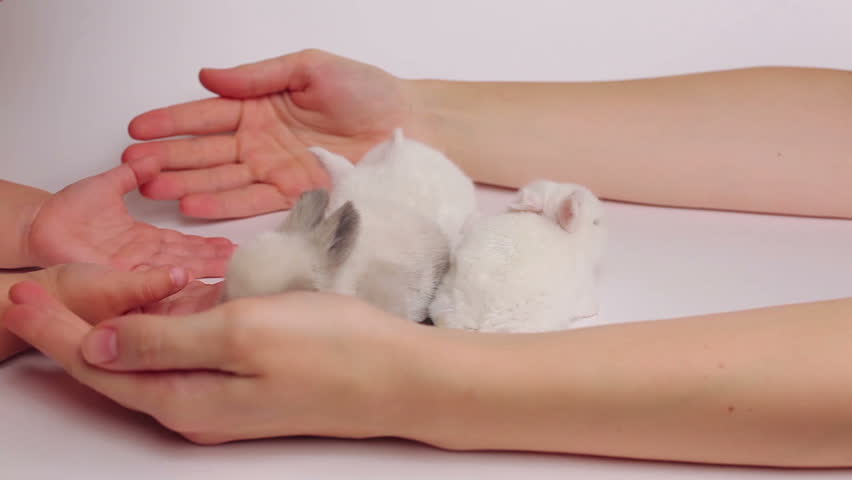 Mom And Little Daughter Play With A Small Cute Rabbit On White