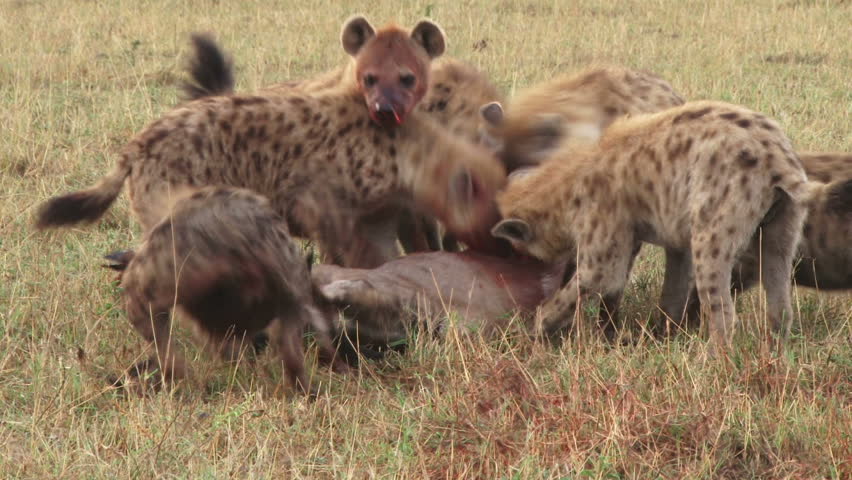 Cries of a wildebeest as it is eaten by hyenas. - HD stock footage clip