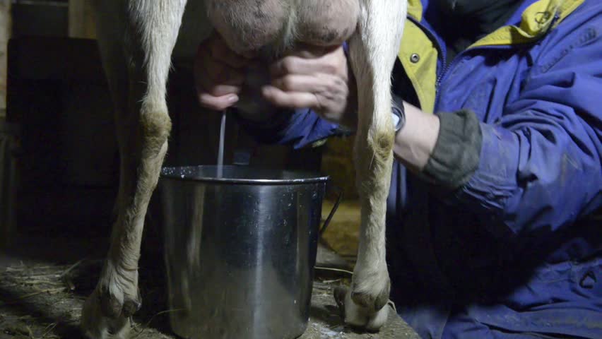 Woman Milking A Goat Very Old Woman Collects Milk From A Goat On The