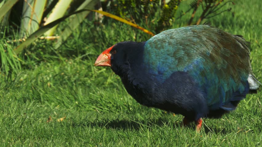 Header of takahe