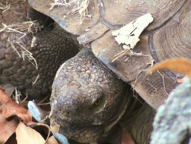 Header of Aldabra Tortoise