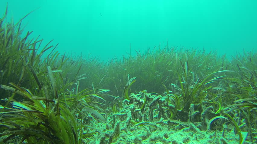 Sea Grass Meadows Underwater Seagrass. Hd 50fps. Stock Footage Video 