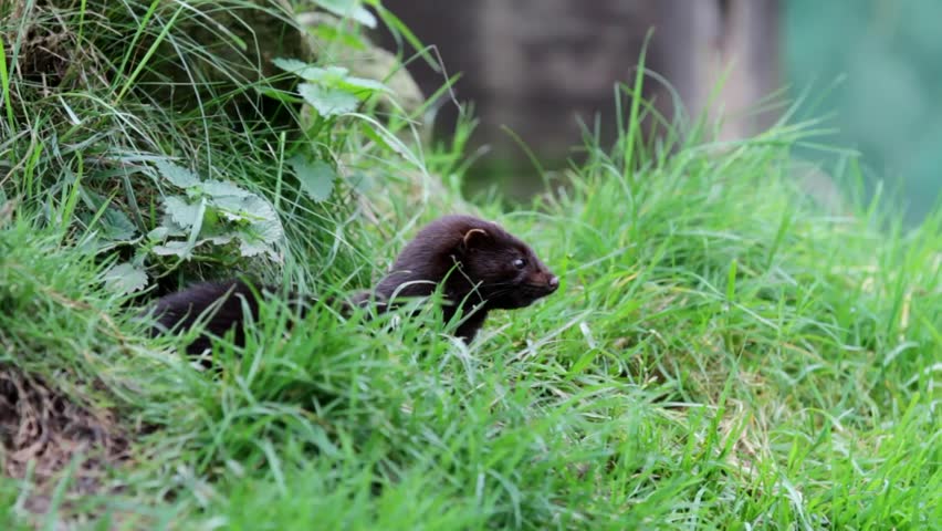 Header of American mink