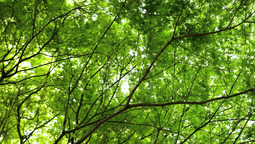 maple tree environment green japanese maple tree acer nature wind blowing leafs deciduous koch sanso garden environment maple tree environment green japanese maple tree acer nature wind blowing leafs deciduous koch sanso garden environment