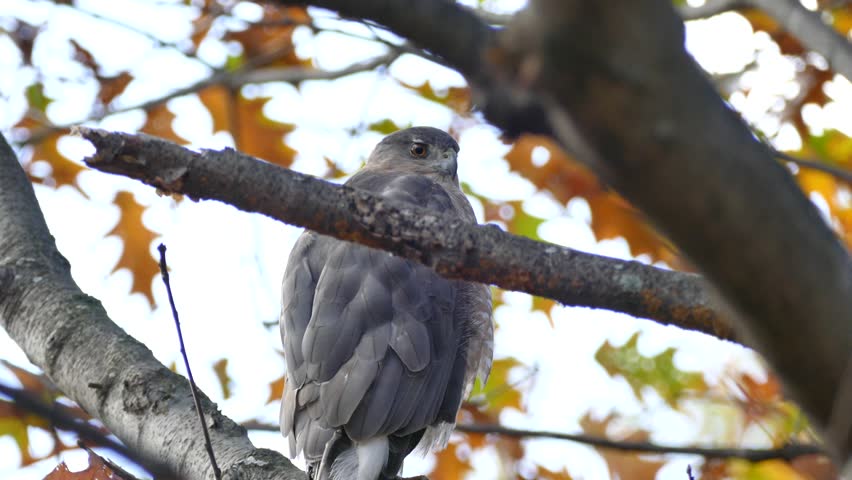 Header of Accipiter cooperii