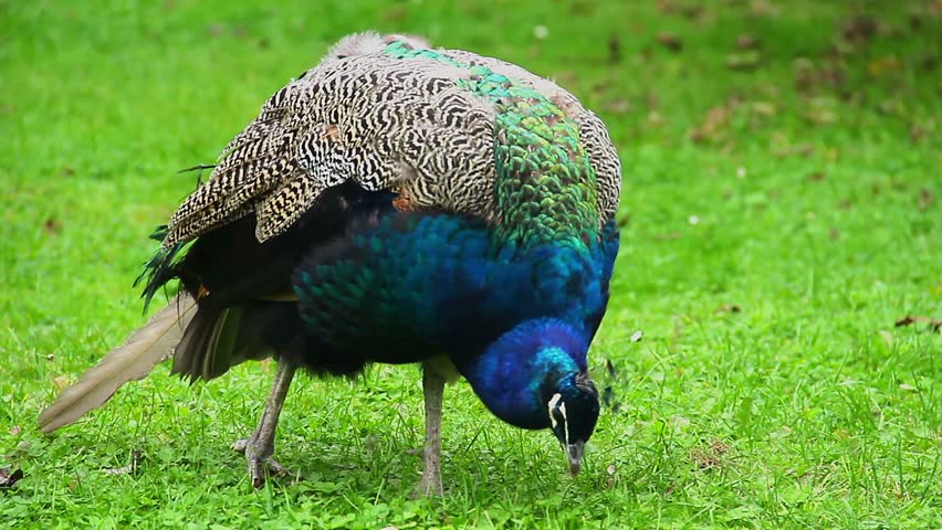 Blue Indian Peacock Eating Green Grass Insects Extreme Close Up Stock 