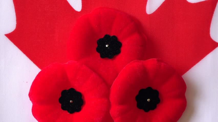 Remembrance day poppy canada