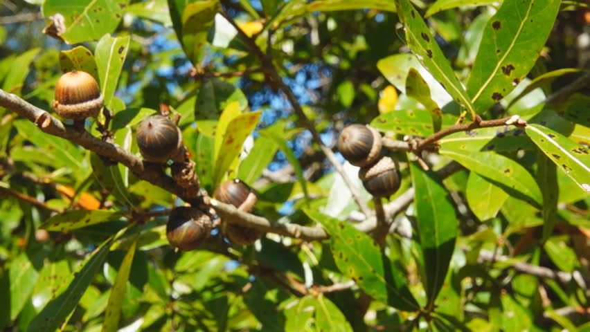 Laurel Oak Tree And Acorns, November In Georgia. Stock Footage Video