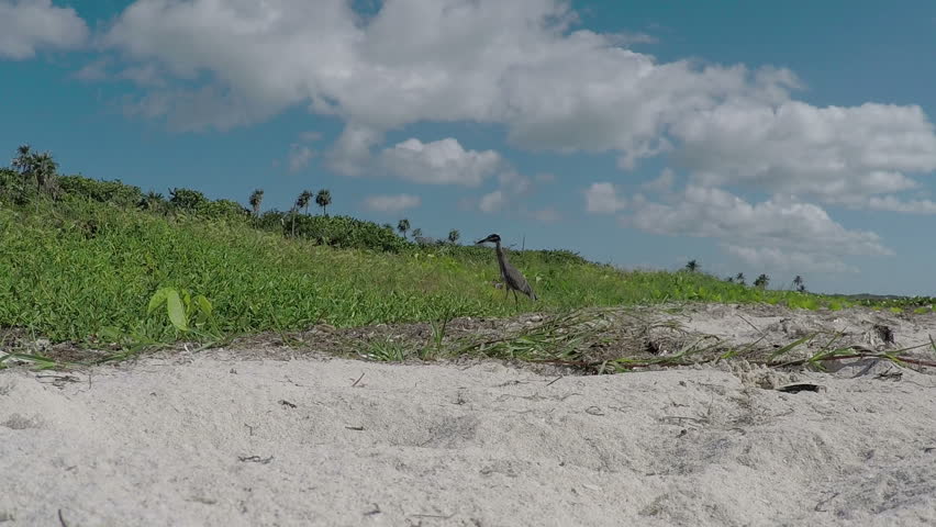 Header of yellow-crowned night heron