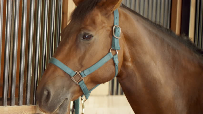 Red And Brown Horse At Stall Entrance Moves Head Down Stock Footage
