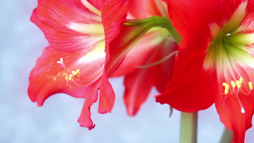 Header of Amaryllis