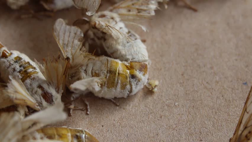 What is the food of silkworm image