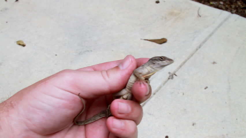 Lizard Bite Stock Footage Video 859933 Shutterstock lizard-bite-stock-footage-video-859933-shutterstock