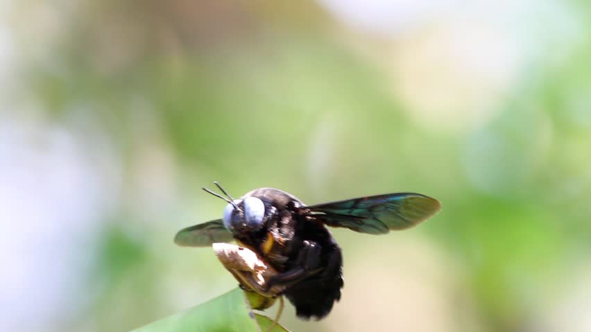 Big Black Carpenter Bee Stock Footage Video 8664361 - Shutterstock