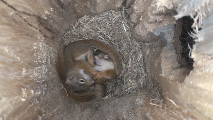 Red Squirrel Nest Stock Footage Video 866608 - Shutterstock