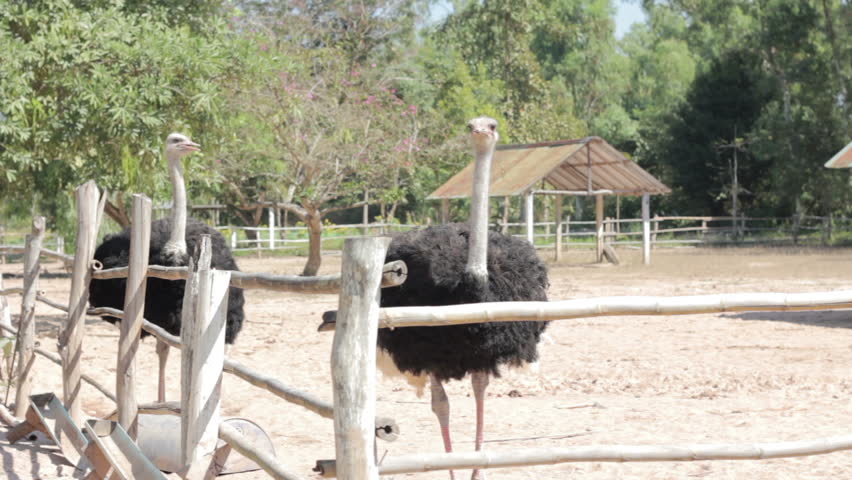Ostrich Behind The Fence In The Farm, Thailand Stock ...