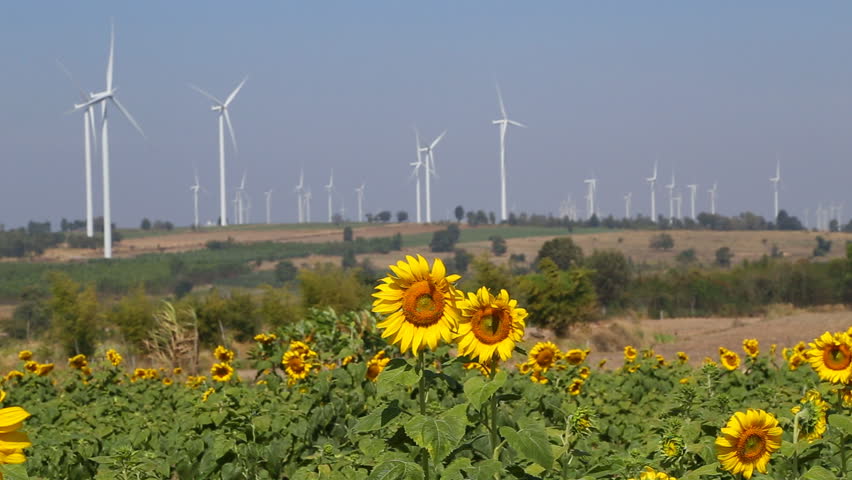 sunflower field wind turbine producing alternative energy - HD stock 