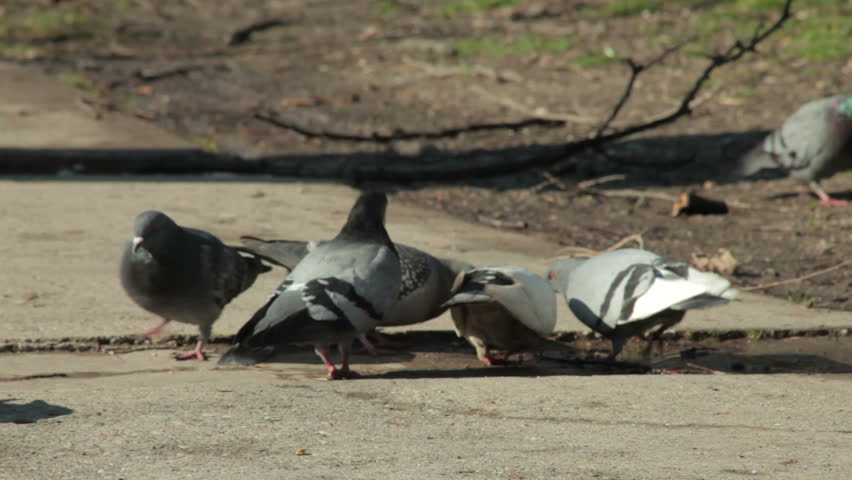 pigeons eating bread close up two pigeons in the park on pigeons eating bread close up two pigeons in the park on