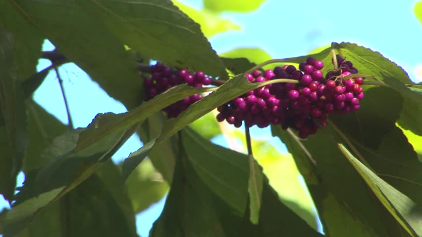 Header of American Beautyberry