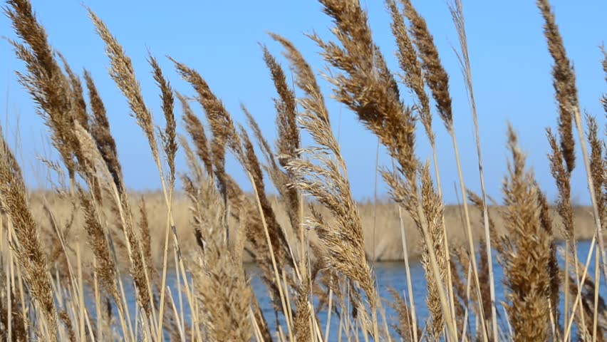 sea-cane-hd-stock-footage-clip