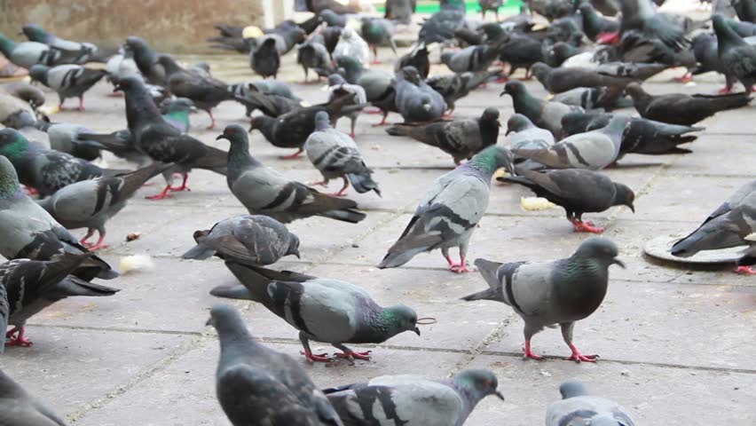 pigeons are pecking at slices of bread people are feeding pigeons are pecking at slices of bread people are feeding