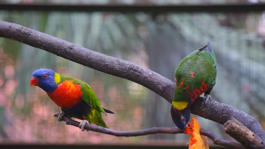 Kuala Lumpur Bird Park, Bird In Captivity - Rainbow Lorikeet 