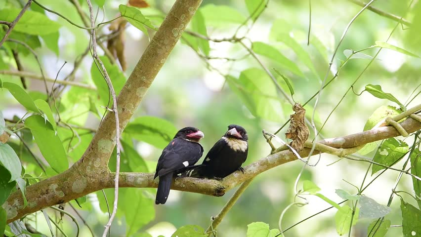 rare birds are paired during mating season bird dusky rare birds are paired during mating season bird dusky
