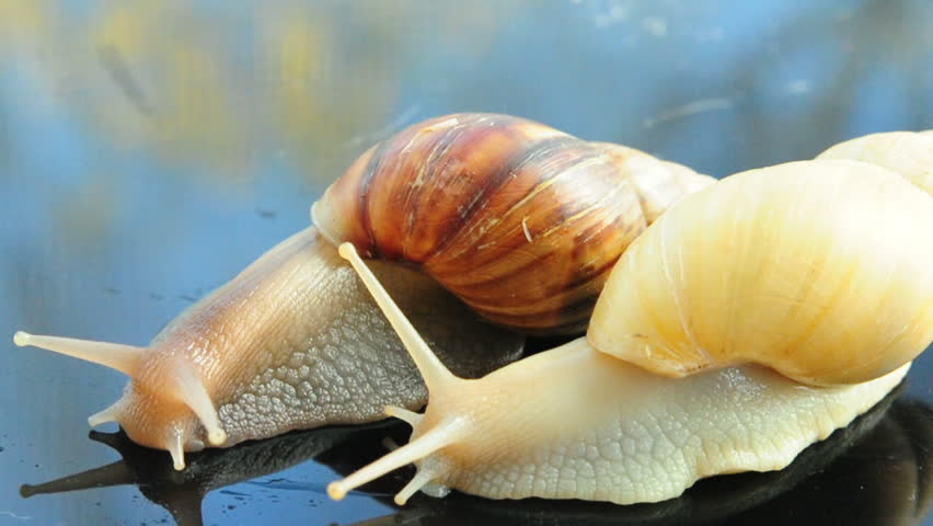 Header of Achatina