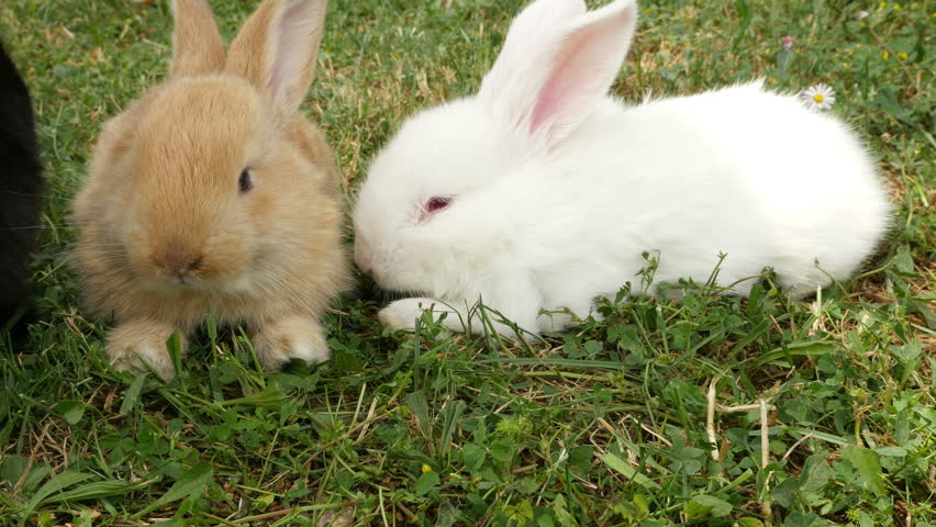 Black Rabbit Nibbling Grass In Nature. Stock Footage Video 6520784 ...