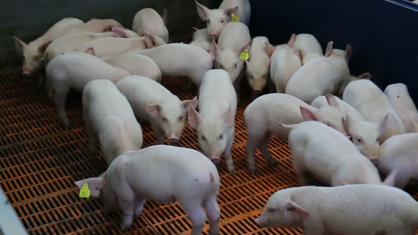 Female Pigs And Piglets ; Pig Farm For The Production Of Genetic ...