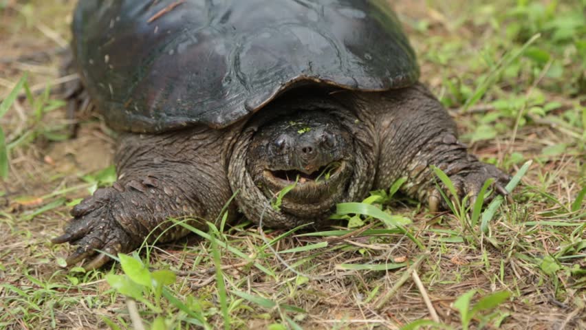 A Close Up Of An Alligator Snapping Turtle's Eye As It Looks For Prey ...