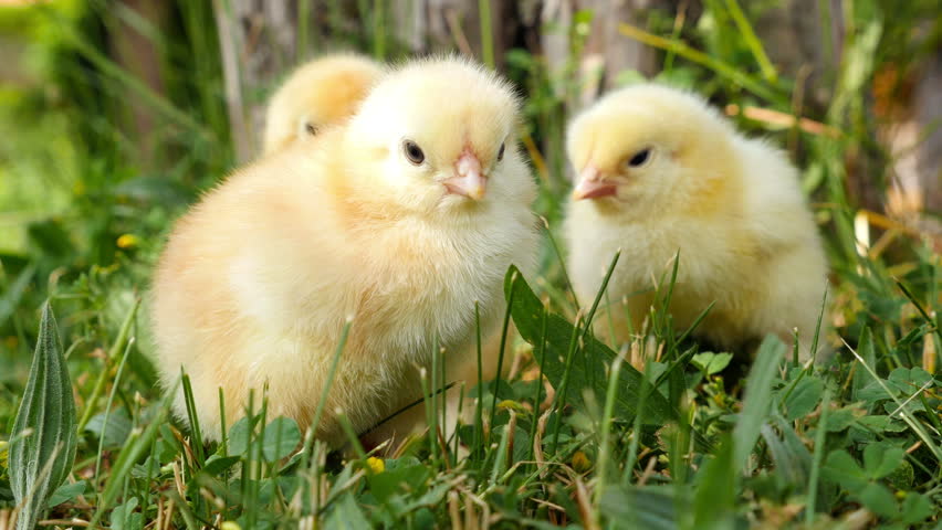 Baby Chicks On The Green Grass Among Easter Eyes Stock Footage Video ...