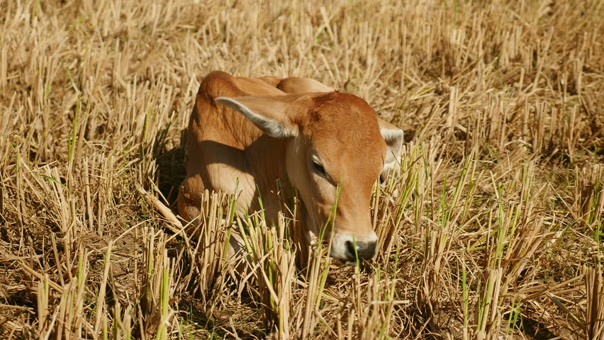 Baby Cow Grazing In A Dry Paddy Field, Southeast Asia, Cambodia Stock ...