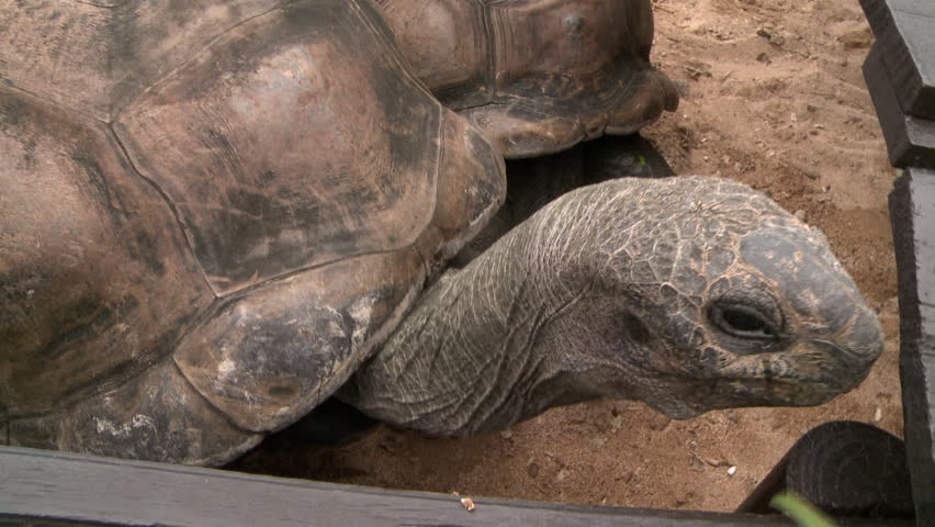 Tortoise In A Closed Place,Mauritius Stock Footage Video 10794563 ...