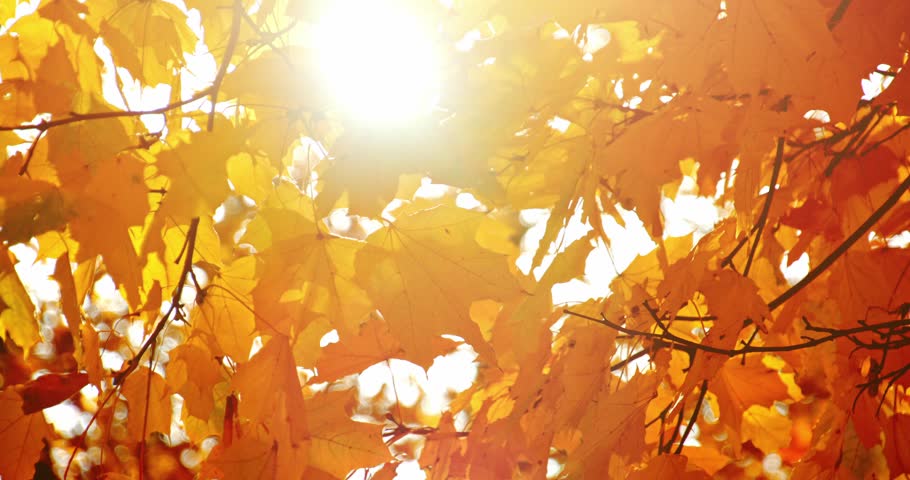 Shining Through Leaves Stock Footage Video - Shutterstock