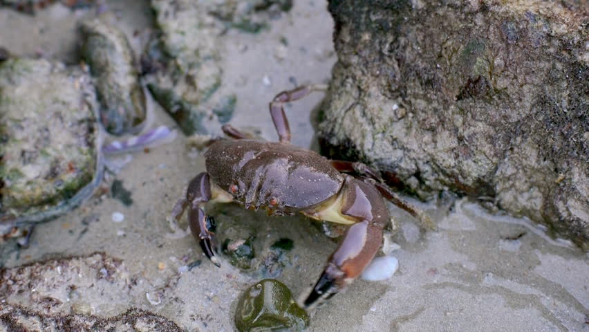 Getting A Sand Crab To Move Stock Footage Video 5775137 - Shutterstock