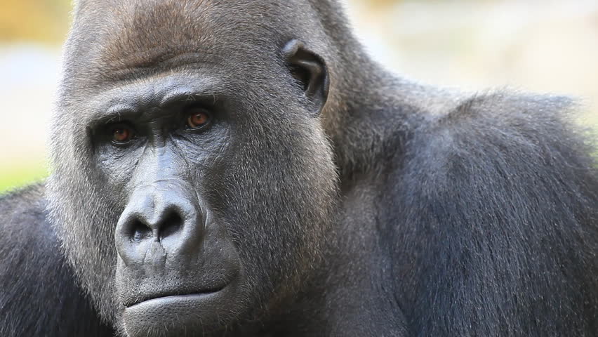 Closeup Portrait Of A Gorilla Male, Severe Silverback, Watching His ...