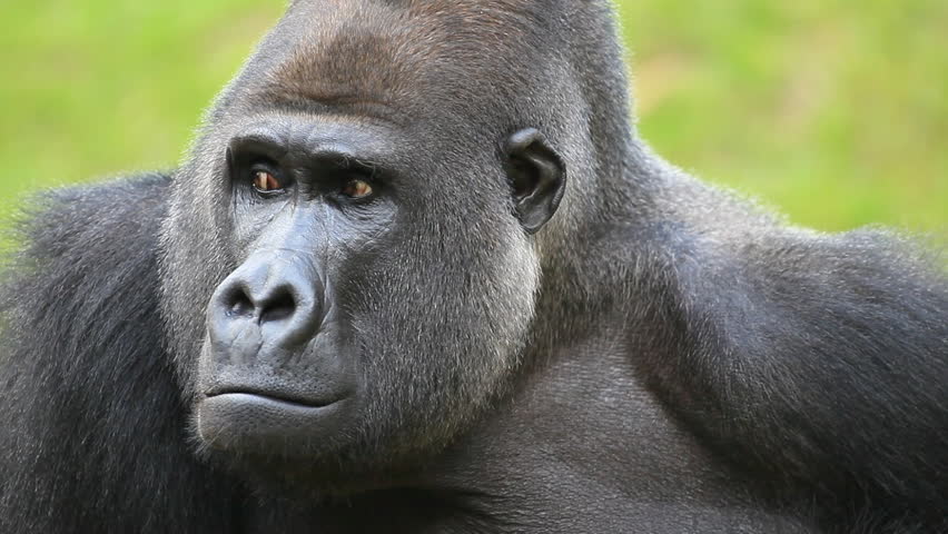 Facial Gesture And Face Caring Of A Gorilla Male, Severe Silverback ...