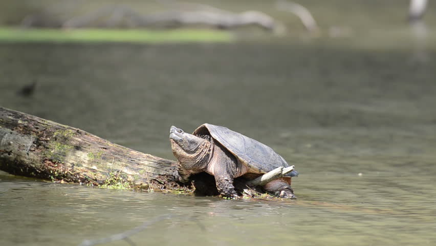 Common Snapping Turtle Basking In The Sun Stock Footage Video 1169443 ...