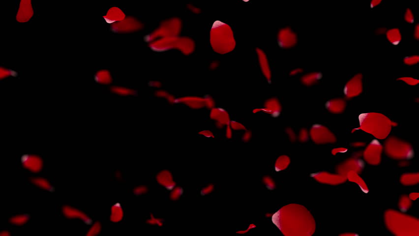 Rose Petals Falling - Once. Slow Motion. Shallow Depth Of Field. Matte ...