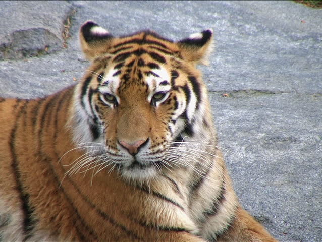 Siberian Tiger Prowling Stock Footage Video 221989 - Shutterstock