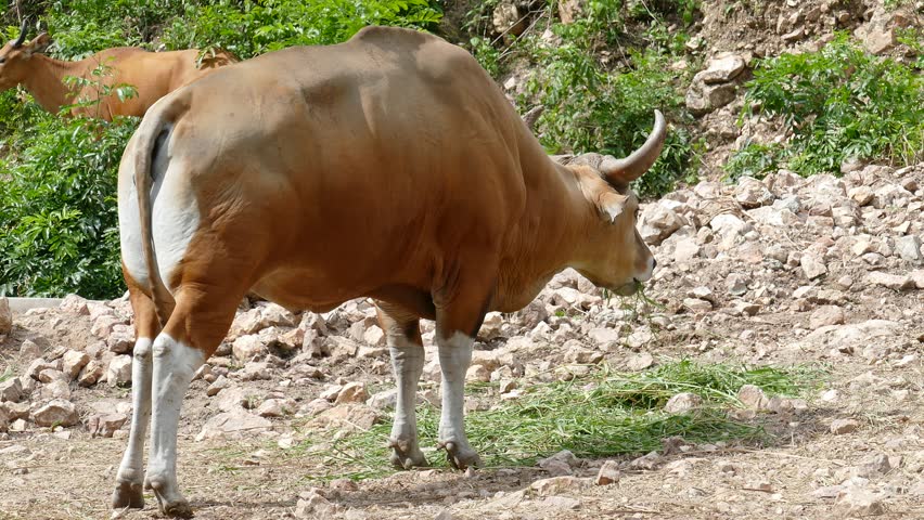 Banteng Or Red Bull Female Stand And Looking In Forest Stock Footage ...