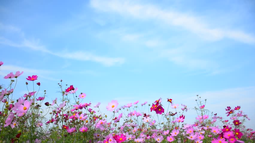 Flowers Fall From The Sky Stock Footage Video 11464892 - Shutterstock