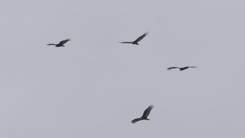 Turkey Vultures Stock Footage Video - Shutterstock