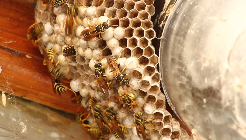 Bees Inside A Beehive Stock Footage Video 1313998 - Shutterstock