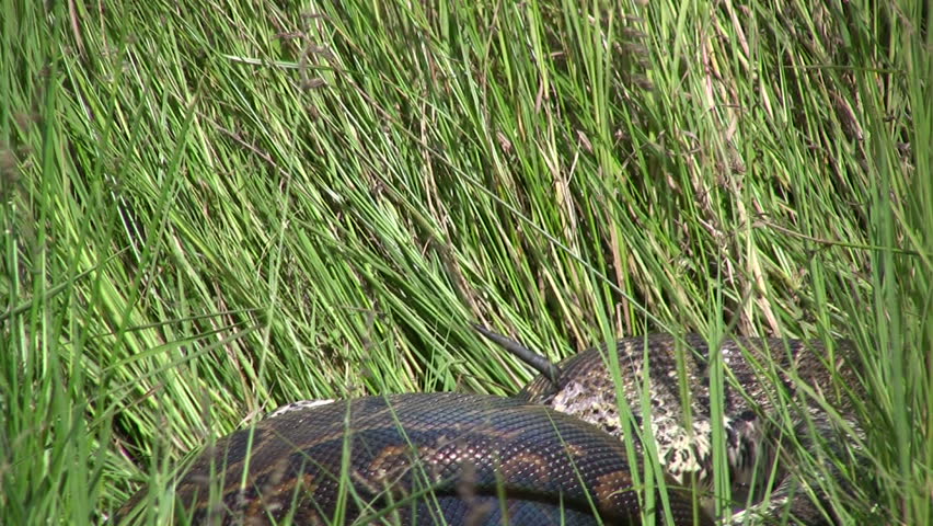 Horn Of Gazelle Piercing Through The Stomach Of Python Stock Footage ...