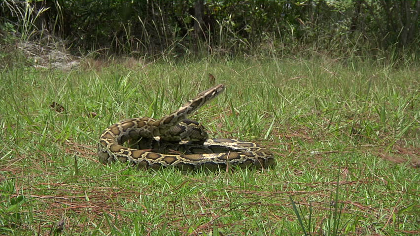 Aggressive Python Striking Stock Footage Video 1376332 - Shutterstock
